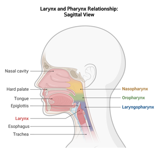 Larynx and pharynx