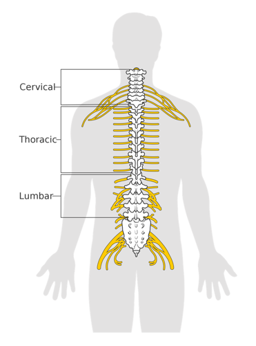 Diagram labeling three areas of the spine - cervical, thoracic, and lumbar.