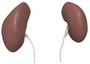 Image of kidneys