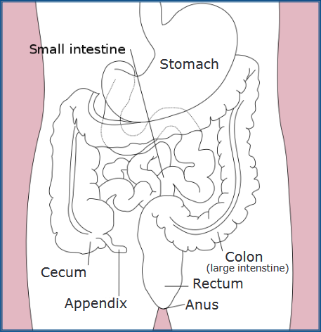 Digestive system diagram